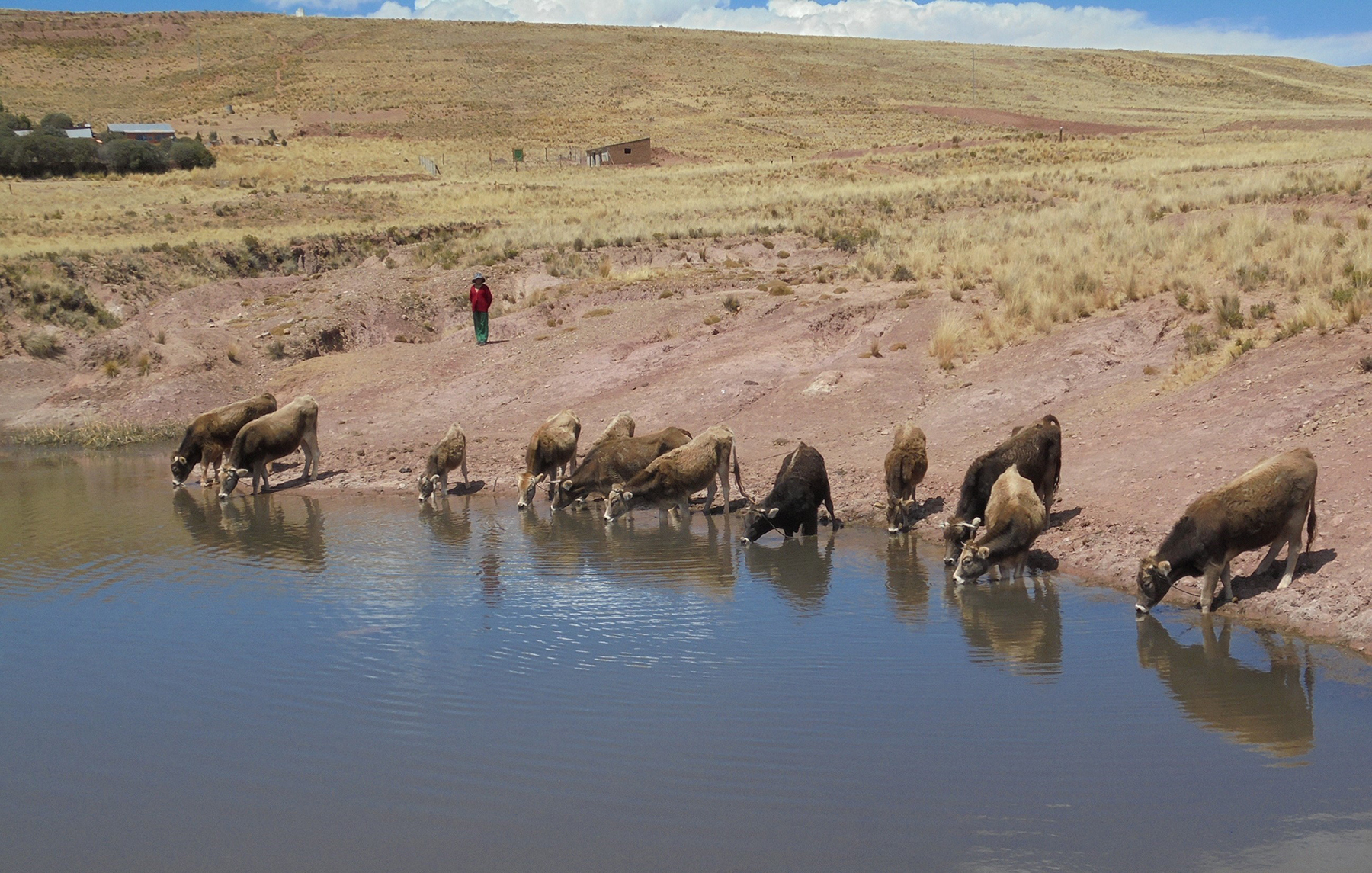 Cuidando en el atardecer: ganadería en el altiplano.